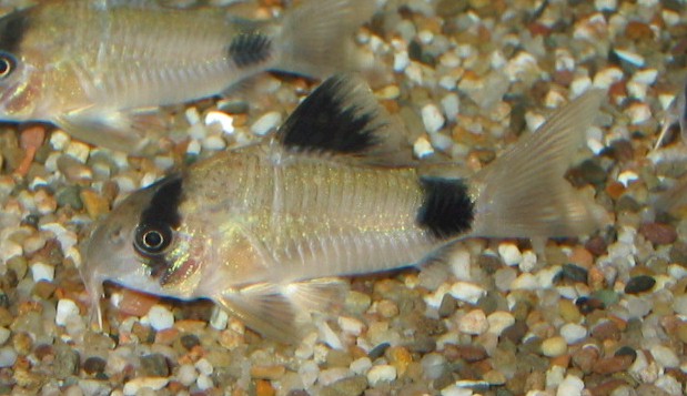 Corydoras panda