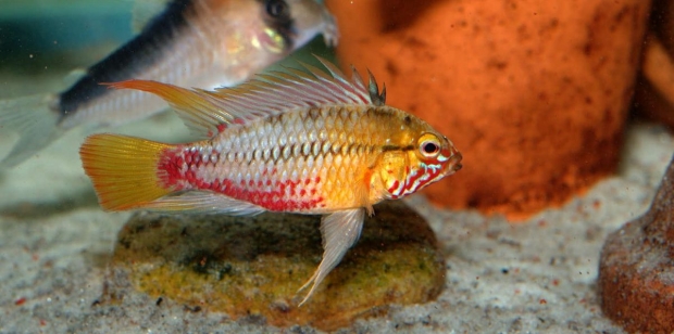 Апистограмма Хонгслой (Apistogramma hongsloi)