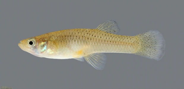 Gambusia affinis