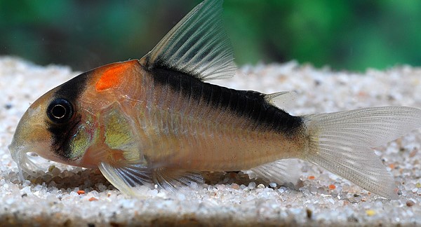 Corydoras adolfoi