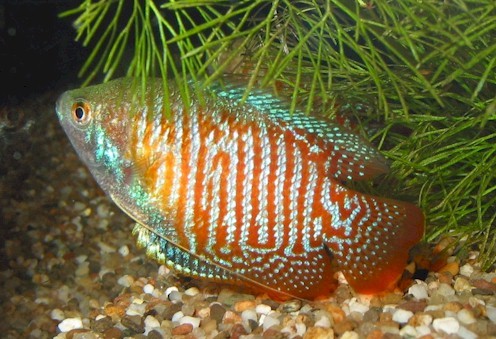 Colisa fasciatus