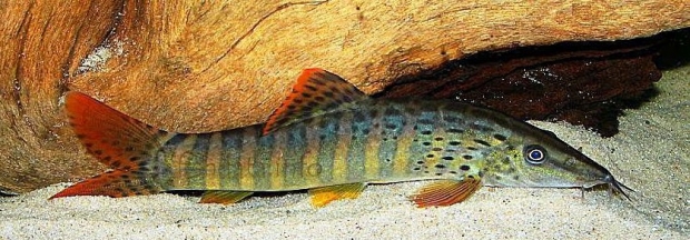 Боция бердмора (Syncrossus berdmorei)