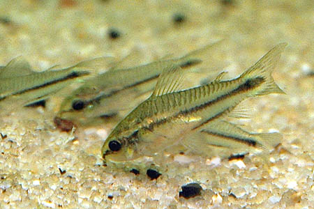 Corydoras pygmaeus