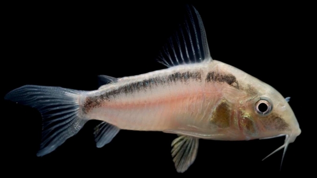 Corydoras arcuatus