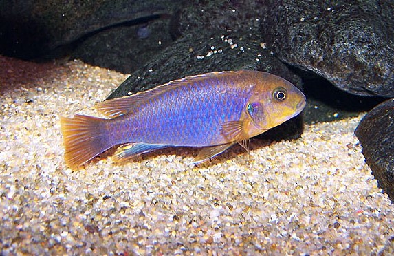 Jodotropheus sprengerae