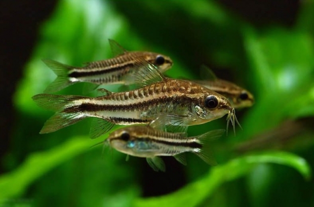 Corydoras pygmaeus