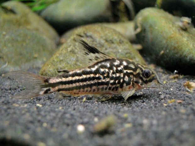 Corydoras napoensis