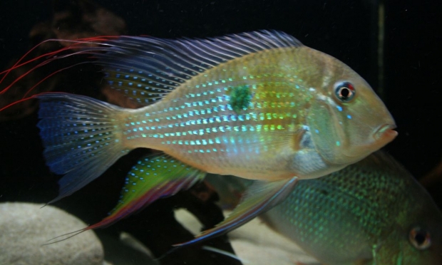 Акарихтис Хеккеля(Acarichthys heckelii)