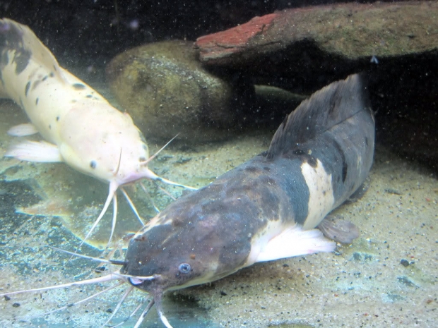 Clarias batrachus