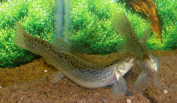 Misgurnus anguillicaudatus