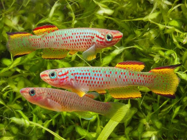 Афиосемион габонский окаймленный (Aphyosemion gabunense marginatum)