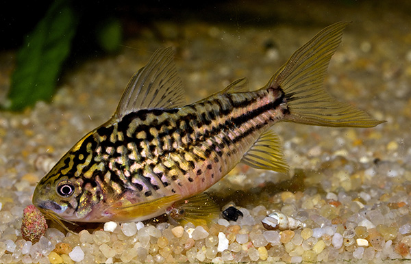 Corydoras napoensis