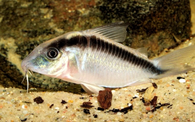 Corydoras arcuatus