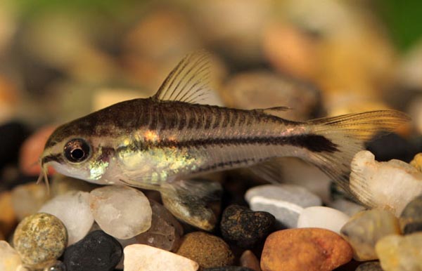 Corydoras pygmaeus