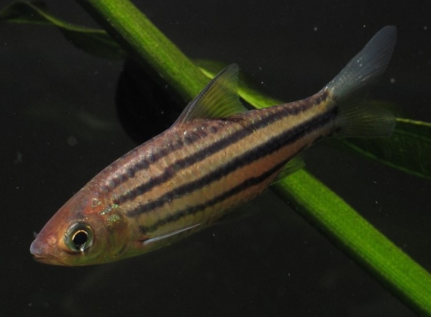 Барбус четырехлинейный (Puntius lineatus, barbus lineatus)