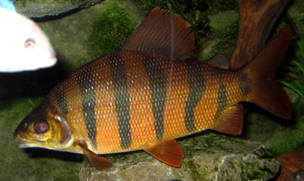 Distichodus sexfasciatus