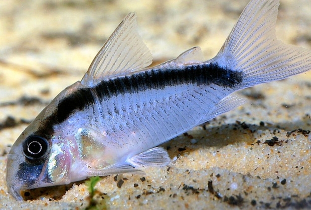 Corydoras arcuatus