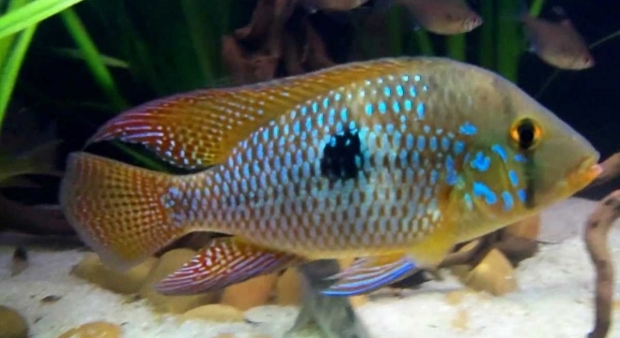 Geophagus brasiliensis