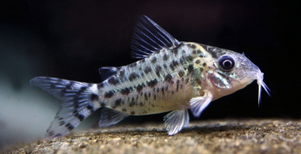 Corydoras agassizii