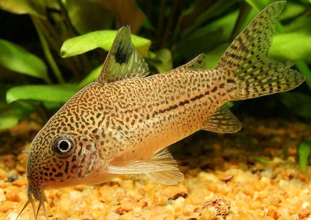 Corydoras trilineatus Julii