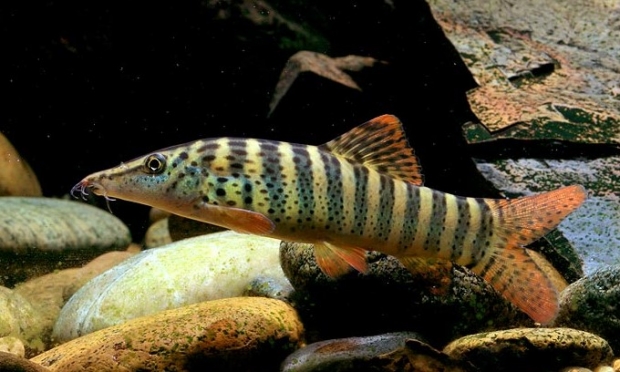 Боция бердмора (Syncrossus berdmorei)