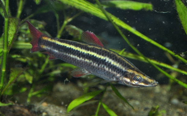 Аностомус обыкновенный (Anostomus anostomus)