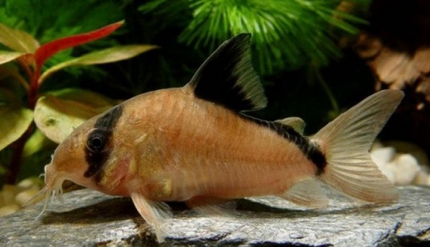 Corydoras metae