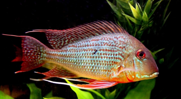 Geophagus altifrons