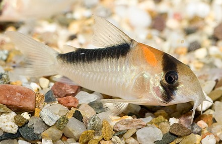 corydoras adolfoi