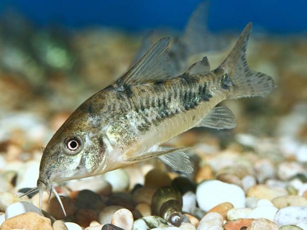 Corydoras paleatus