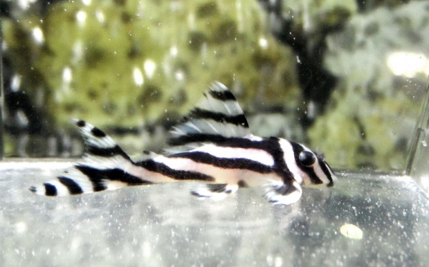 Hypancistrus Zebra