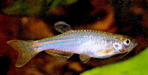 Brachydanio albolineatus