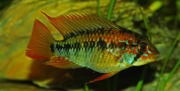 Апистограмма Макмастера (Apistogramma macmasteri)