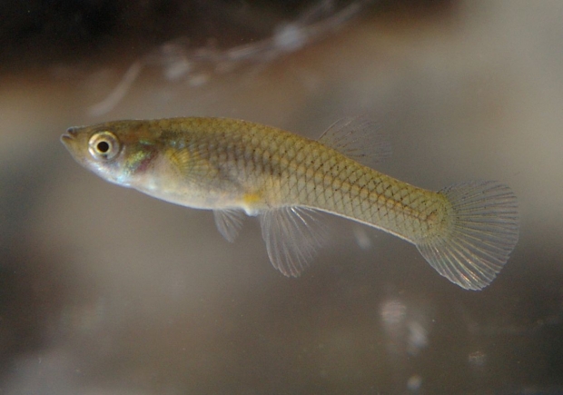 Gambusia affinis