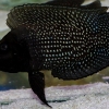 Альтолампрологус кальвус блек (Altolamprologus calvus black)