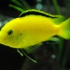 Labidochromis caeruleus 'yellow'