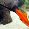 Xiphophorus helleri