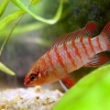 Бадис красный, Скарлет (Dario dario {Badis sp. Scarlet})