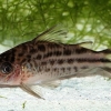 Corydoras agassizii