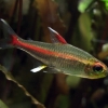 Hemigrammus erythrozonus