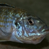 Melanochromis joanjohnsonae