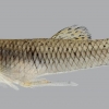 Gambusia affinis