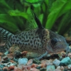 Corydoras ambiacus