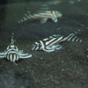 Hypancistrus Zebra