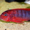 Labidochromis spec. 'Hongi'