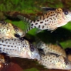 Corydoras agassizii