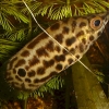 Ctenopoma acutirostre