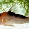 Corydoras adolfoi