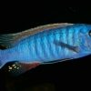 Labeotropheus trewavasae 'Chilumba'