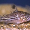 Corydoras trilineatus Julii